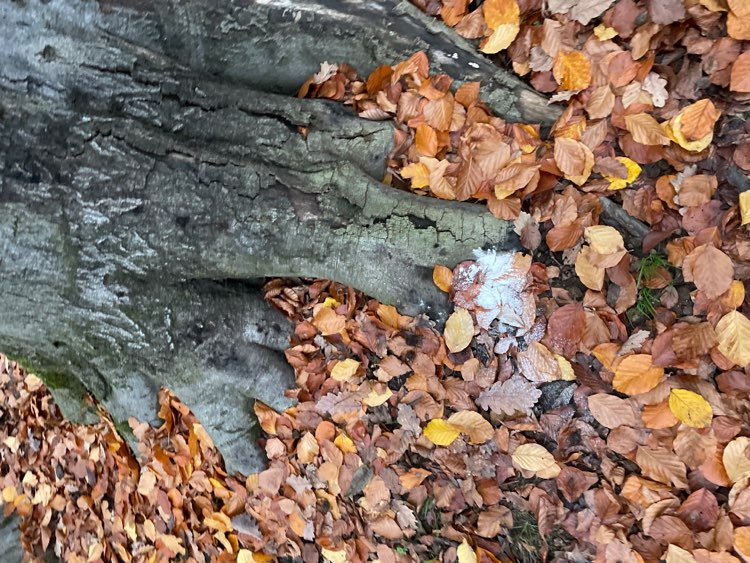 Giftköder-Weißes Pulver an vielen Stellen - Louisa-Profilbild