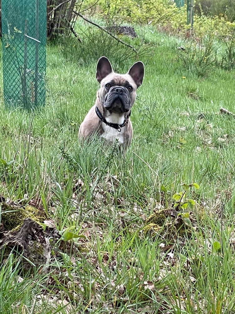 Hundetreffen-Spaziergang und spielen-Profilbild