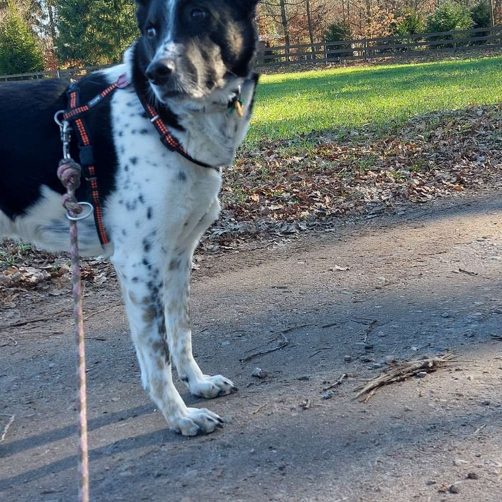 Hundetreffen-Treffen zum toben auf gesichertem Gelände. Und gern gemeinsame sparziergänge.-Profilbild