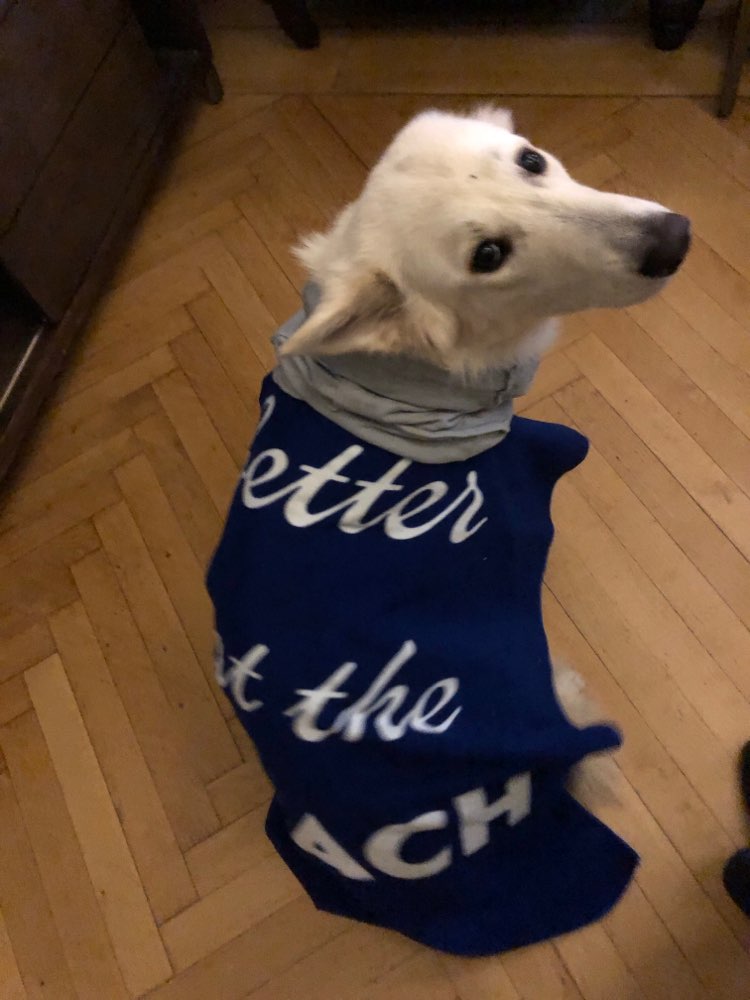 Hundetreffen-Gemeinsame Spaziergänge-Profilbild