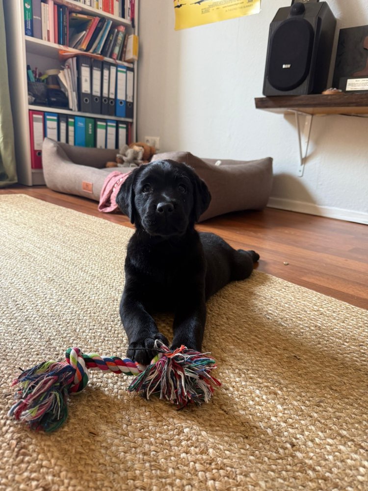 Hundetreffen-Welpentreffen zum Spielen-Profilbild