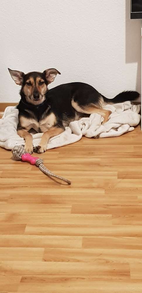 Hundetreffen-Spielgefährten gesucht-Profilbild