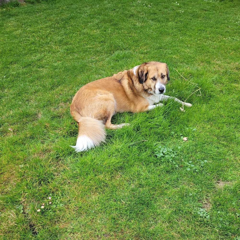Hundetreffen-Treffen größerer Hunde für Gassirunden-Profilbild