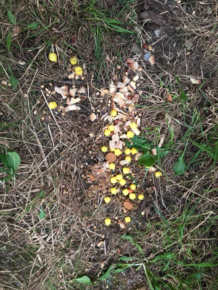 Giftköder-Futter ausgelegt-Profilbild