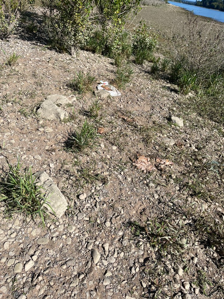 Giftköder-Verwesendes Hühnerfleisch-Profilbild