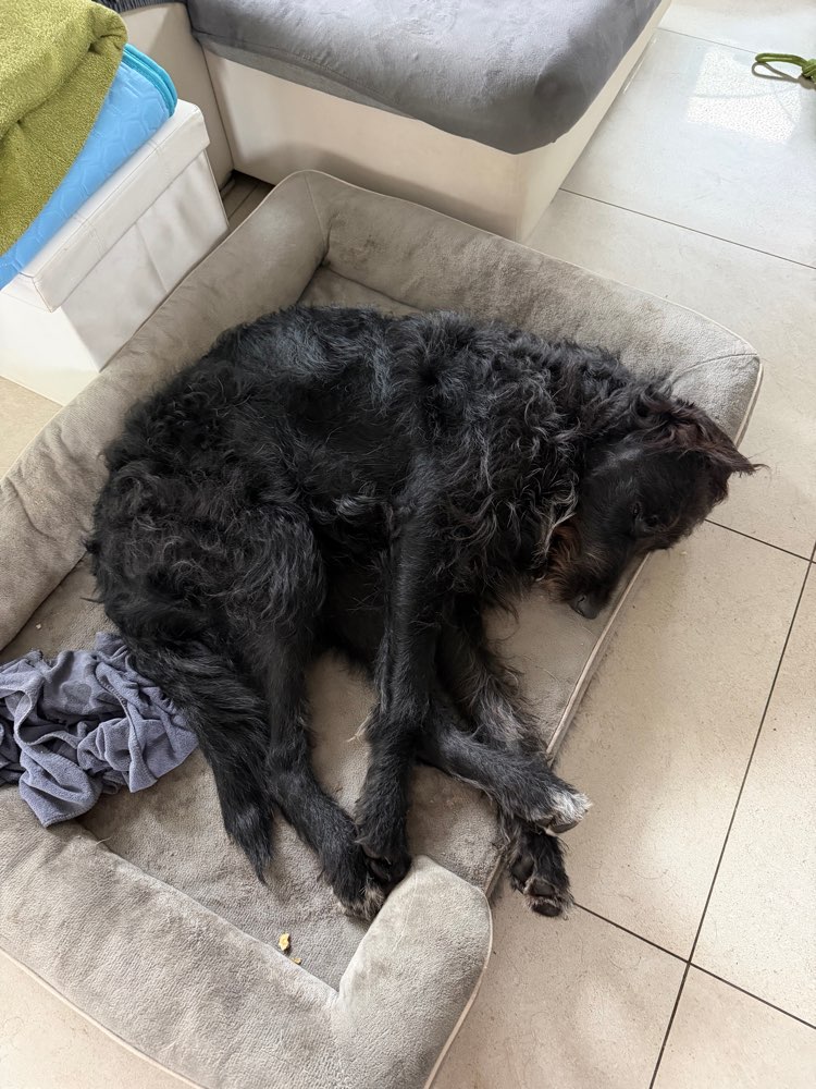 Hundetreffen-Junghundtreffen/Pubertiere große Rassen-Profilbild