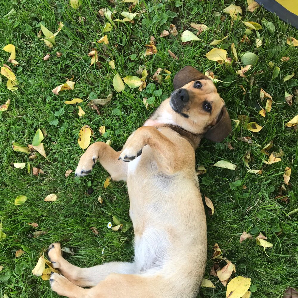 Hundetreffen-Spielstunde im Univiertel-Profilbild