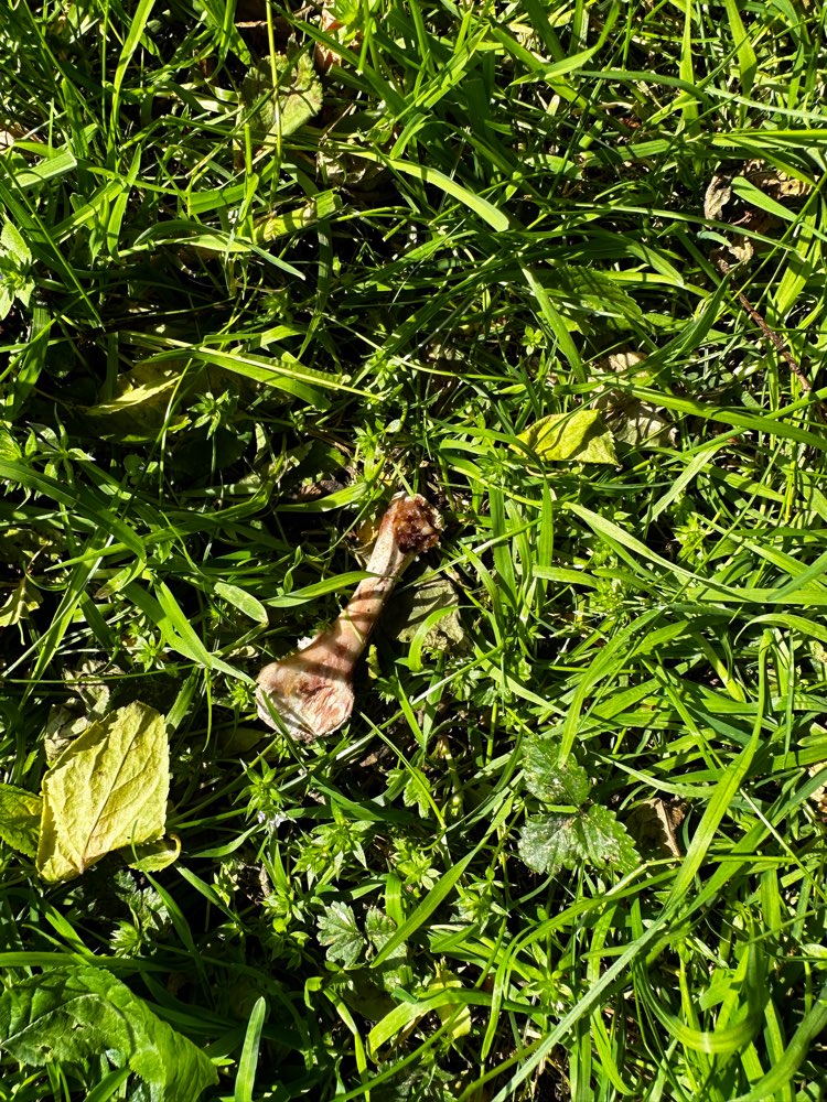 Giftköder-Hähnchen Knochen hinter der Hundewiese-Profilbild