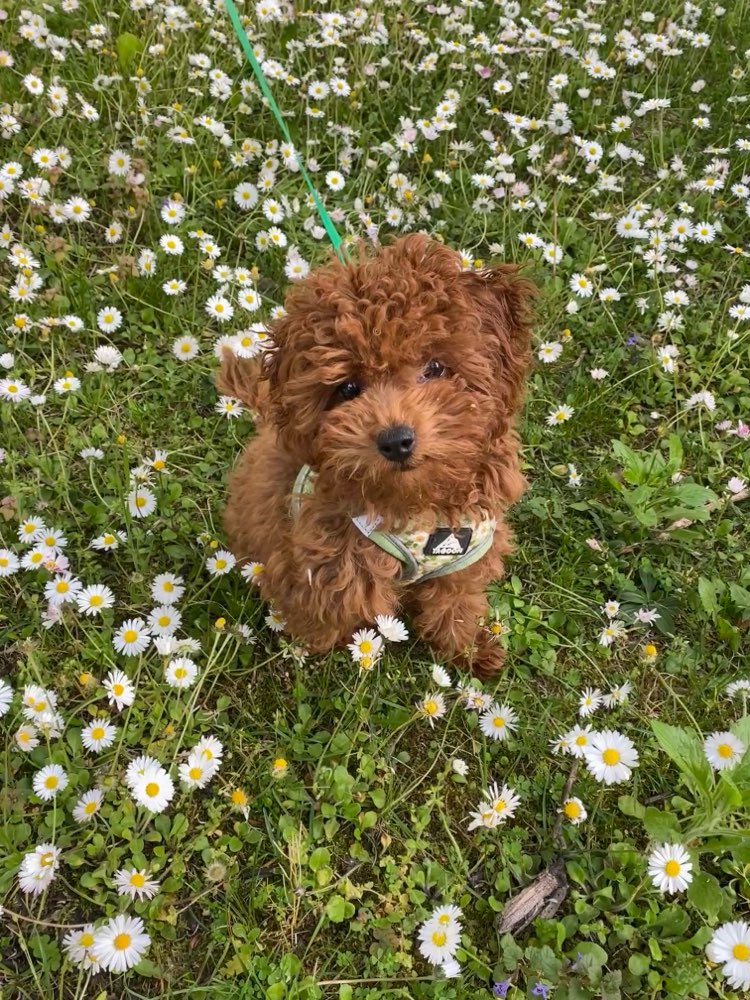 Hundetreffen-Welpen/Junghundetreff Luitpoldpark-Profilbild