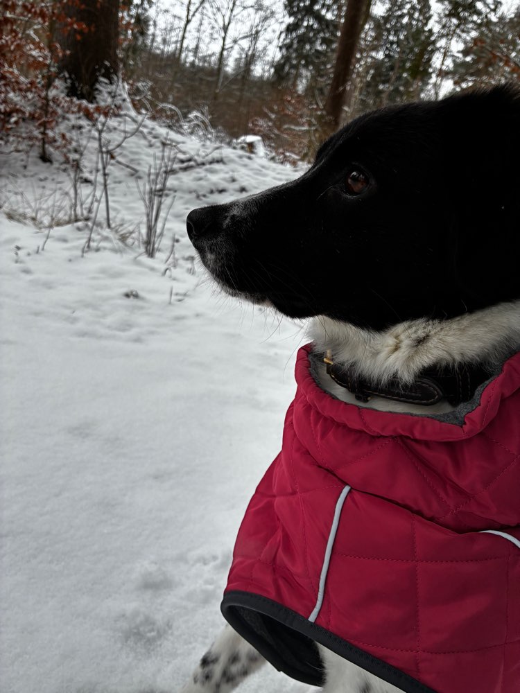 Hundetreffen-Sozial Kontakte-Profilbild