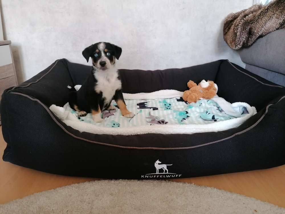 Hundetreffen-Welpentreffen Bockenheim-Profilbild