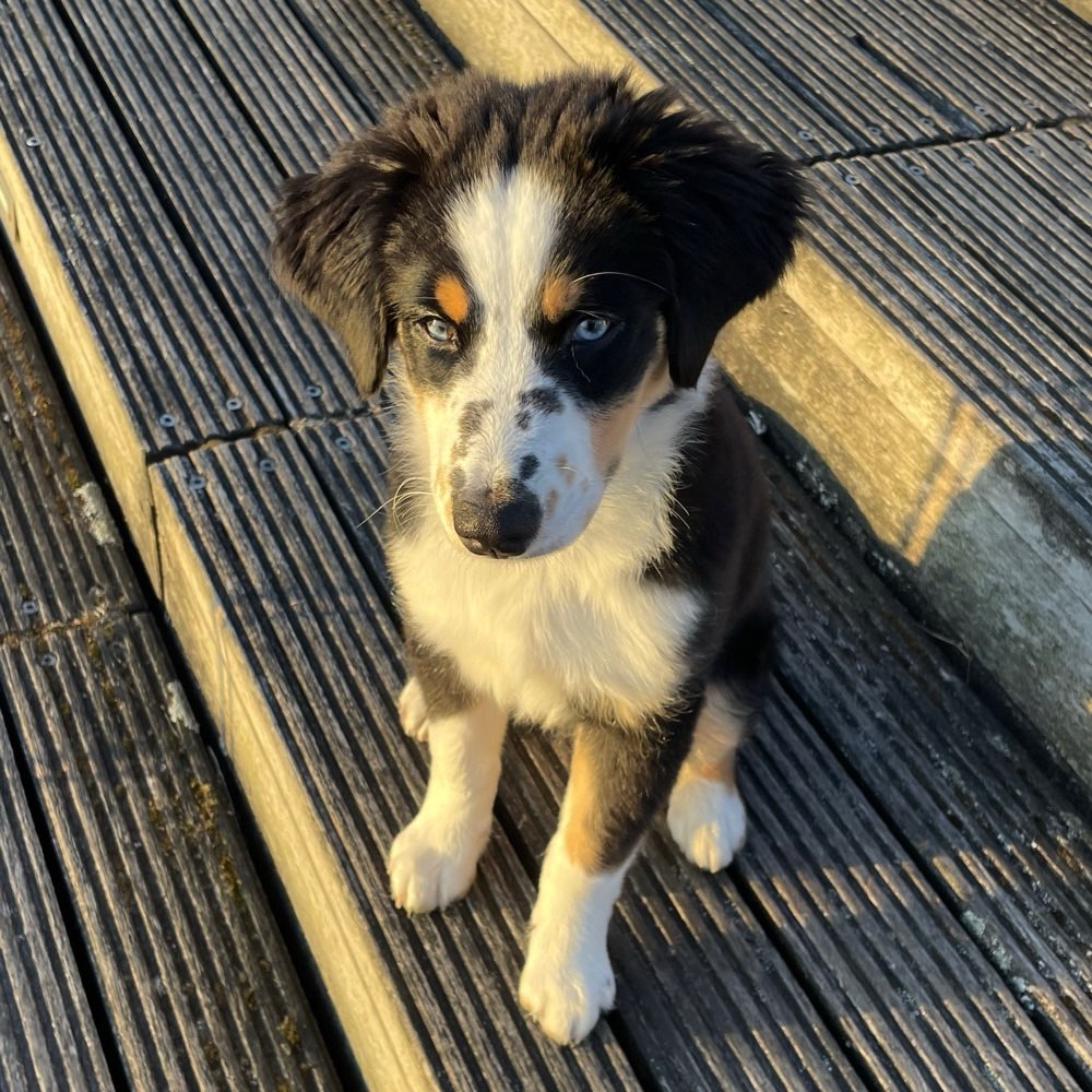Hundetreffen-Welpen -Spielrunde in Düsseldorf Grafenberg-Profilbild