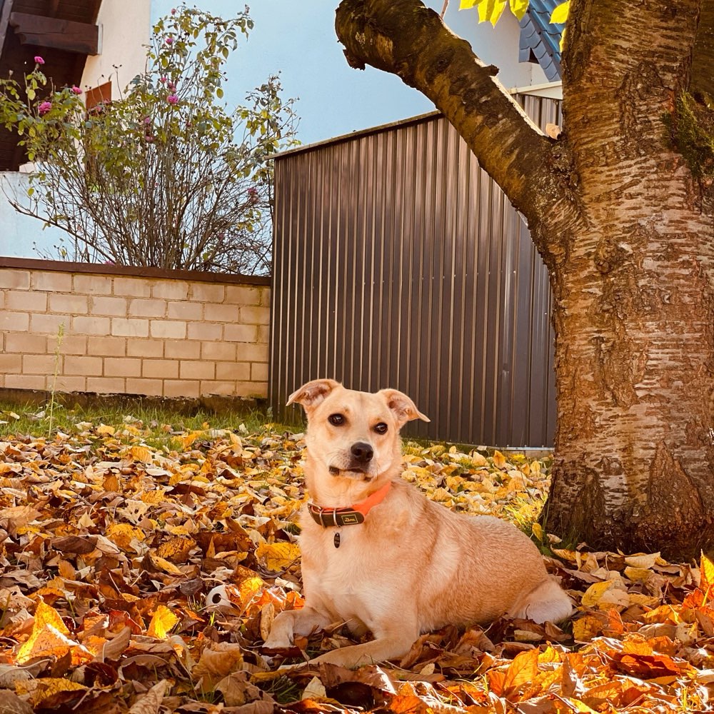 Hundetreffen-Gemeinsame Spaziergänge oder einfach nur spielen-Profilbild