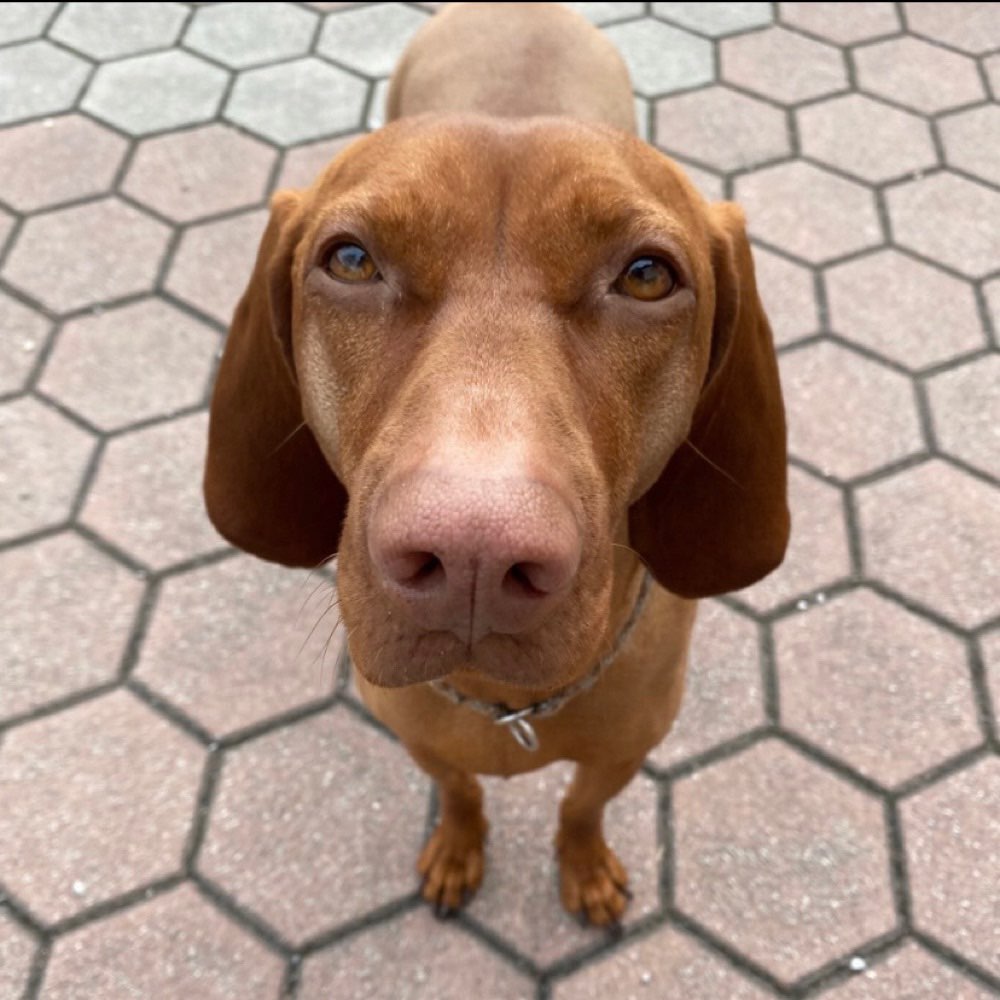 Hundetreffen-TrainingspartnerInnen gesucht-Profilbild