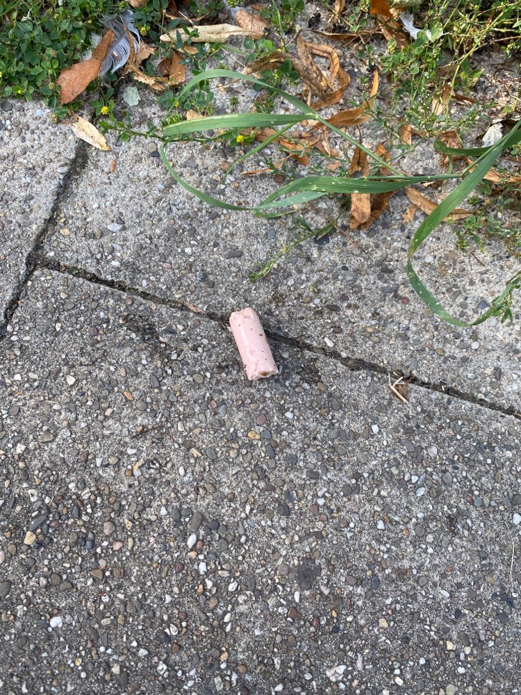 Giftköder-Wurst ausgelegt-Profilbild