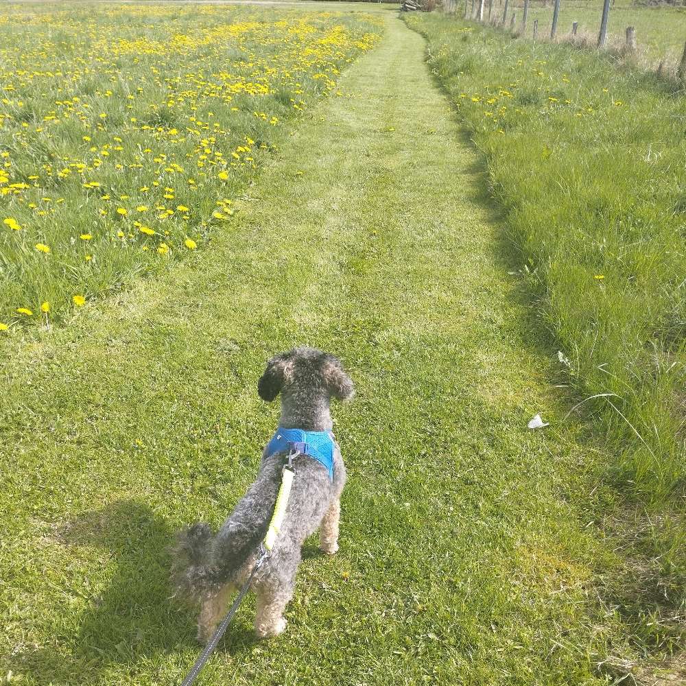 Hundetreffen-Gassirunde in Züschen-Profilbild