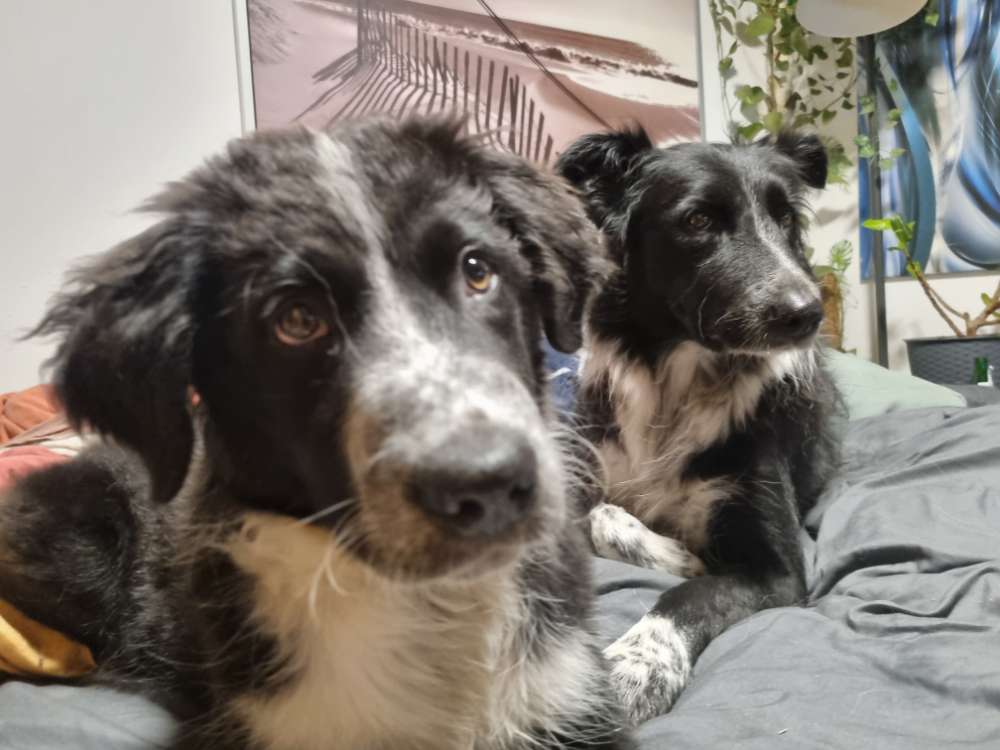 Hundetreffen-Welpen Treffen-Profilbild