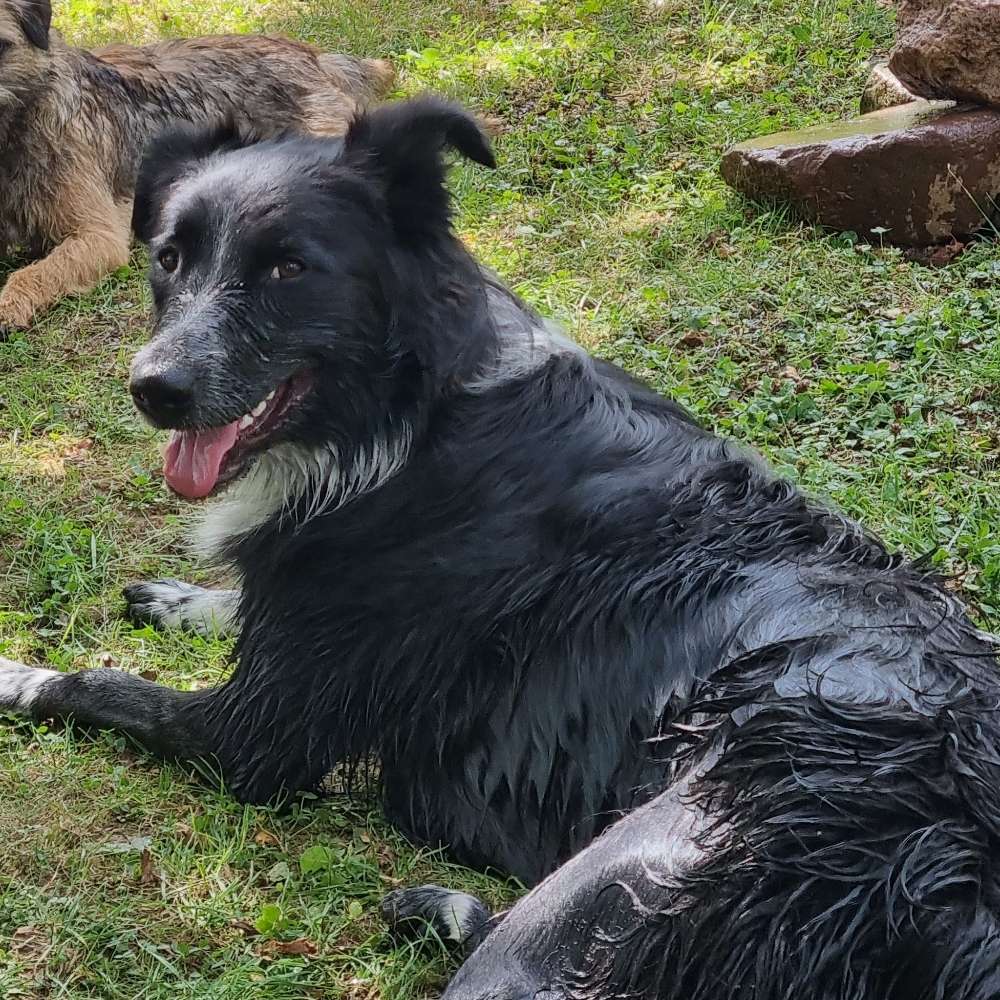 Hundetreffen-Spielrund mit Coco-Profilbild