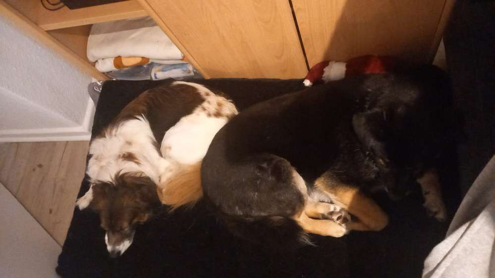 Hundetreffen-Zusammen spazieren gehen-Profilbild