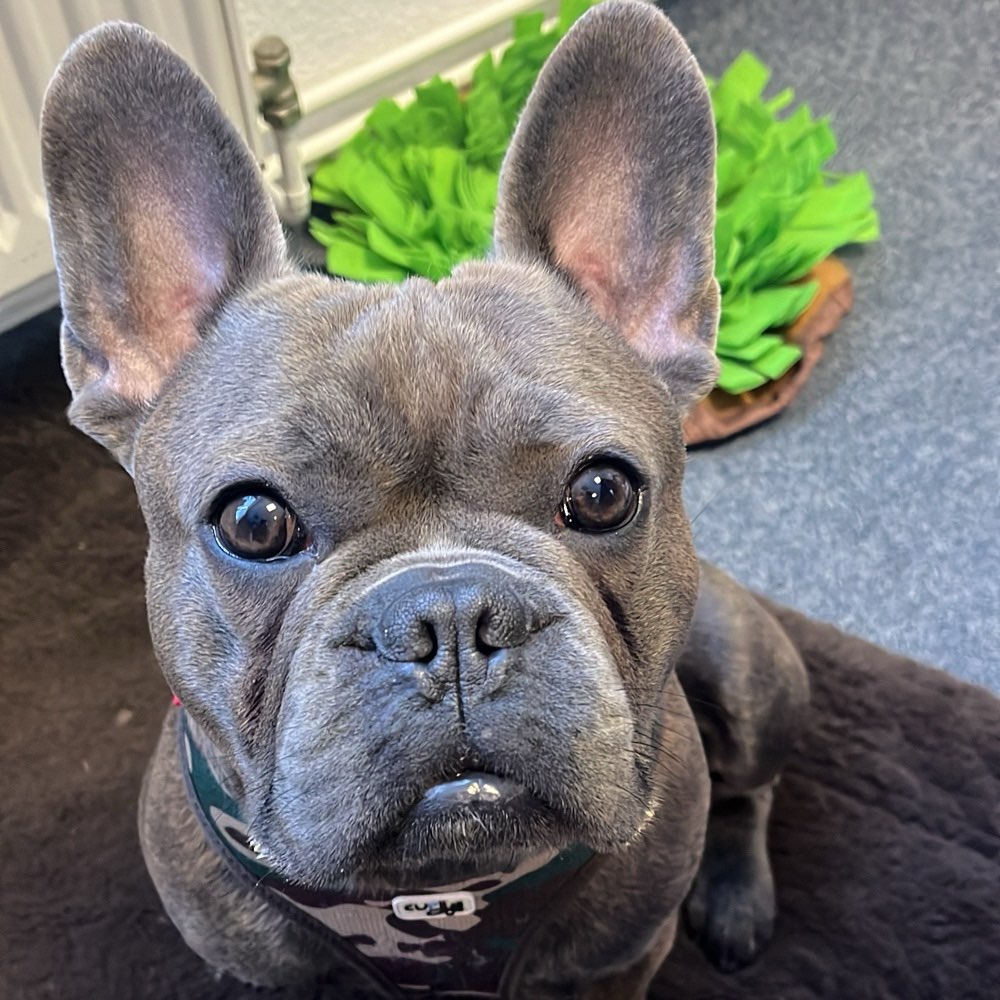 Hundetreffen-Spielgefährten gesucht-Profilbild