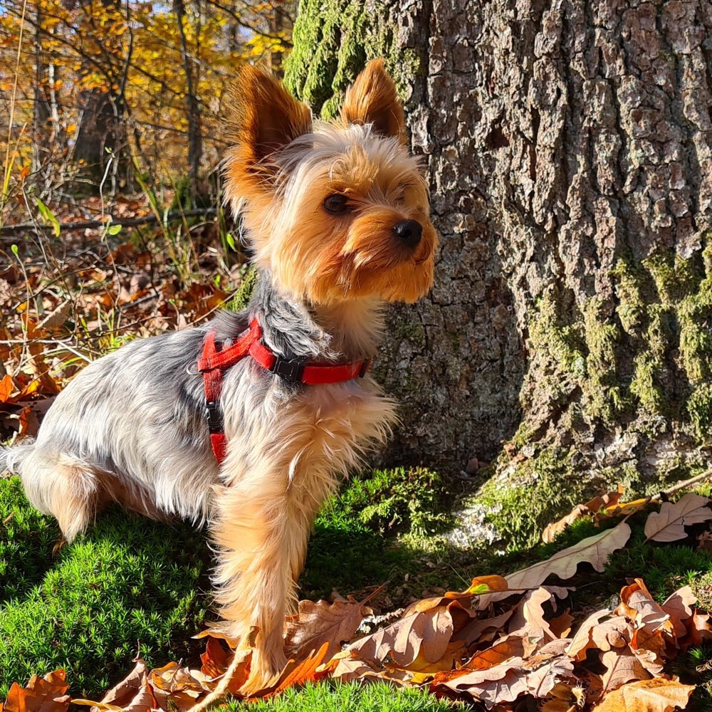 Hundetreffen-Hundefreunde kennenlernen🤗-Profilbild