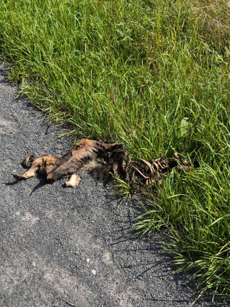 Giftköder-Tierkadaver-Profilbild