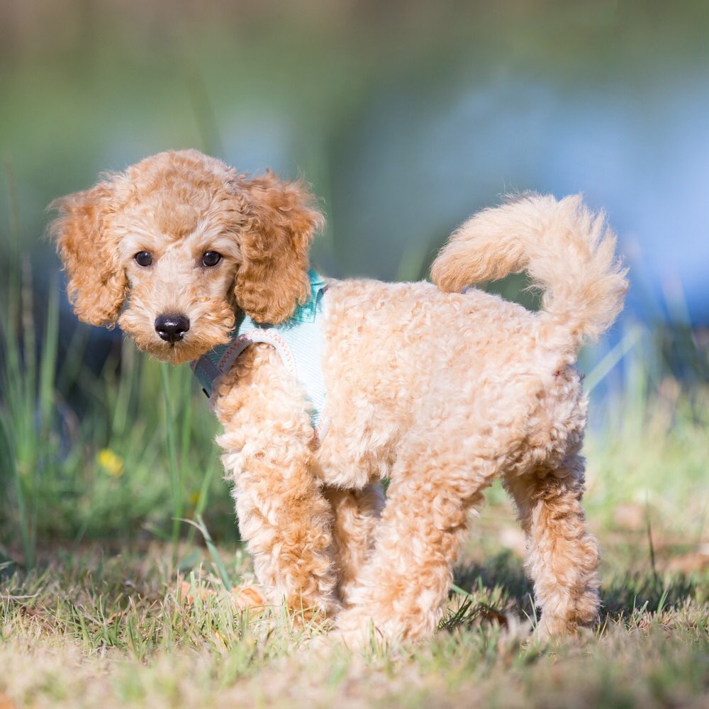 Hundetreffen-Welpen-Spielfreund/in gesucht-Profilbild