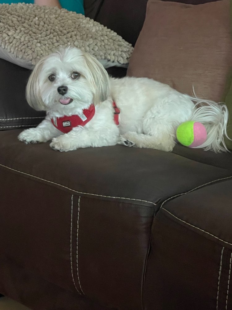 Hundetreffen-Entspannter Spaziergang-Profilbild