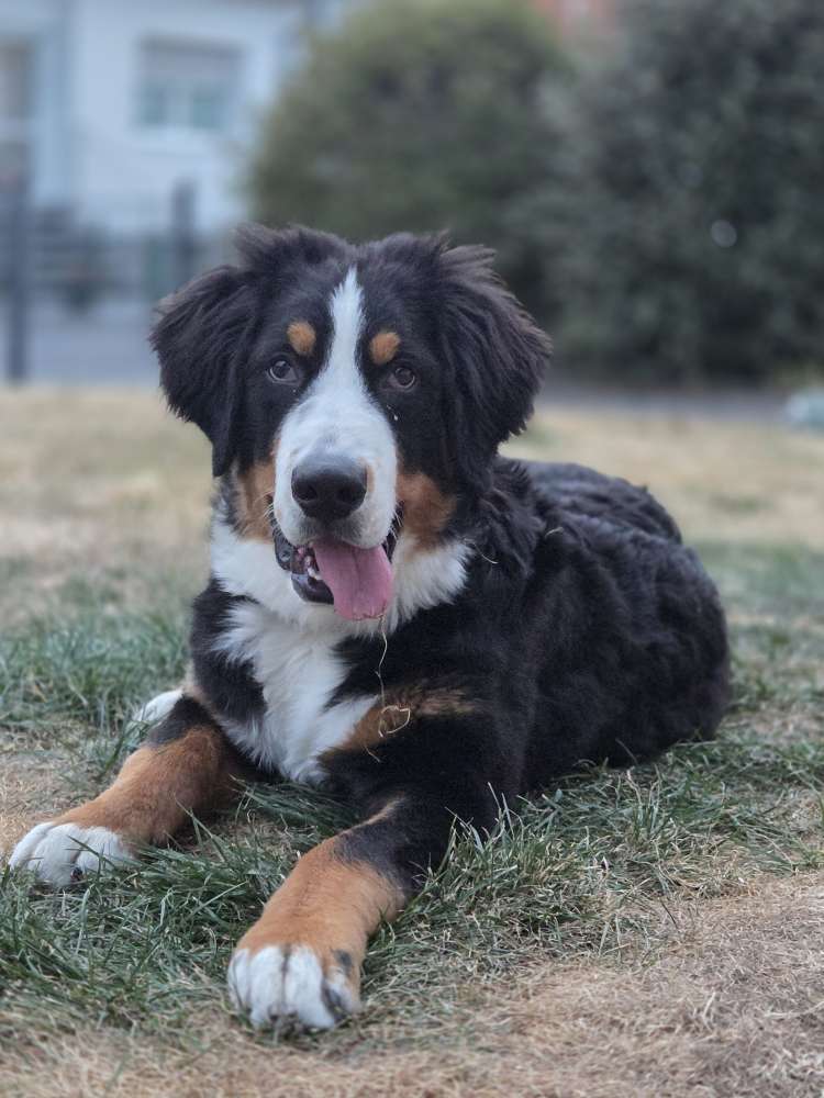 Hundetreffen-Gassi & Spielrunde-Profilbild