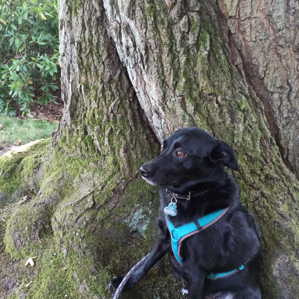 Hundetreffen-Jack sucht unterstützung-Profilbild