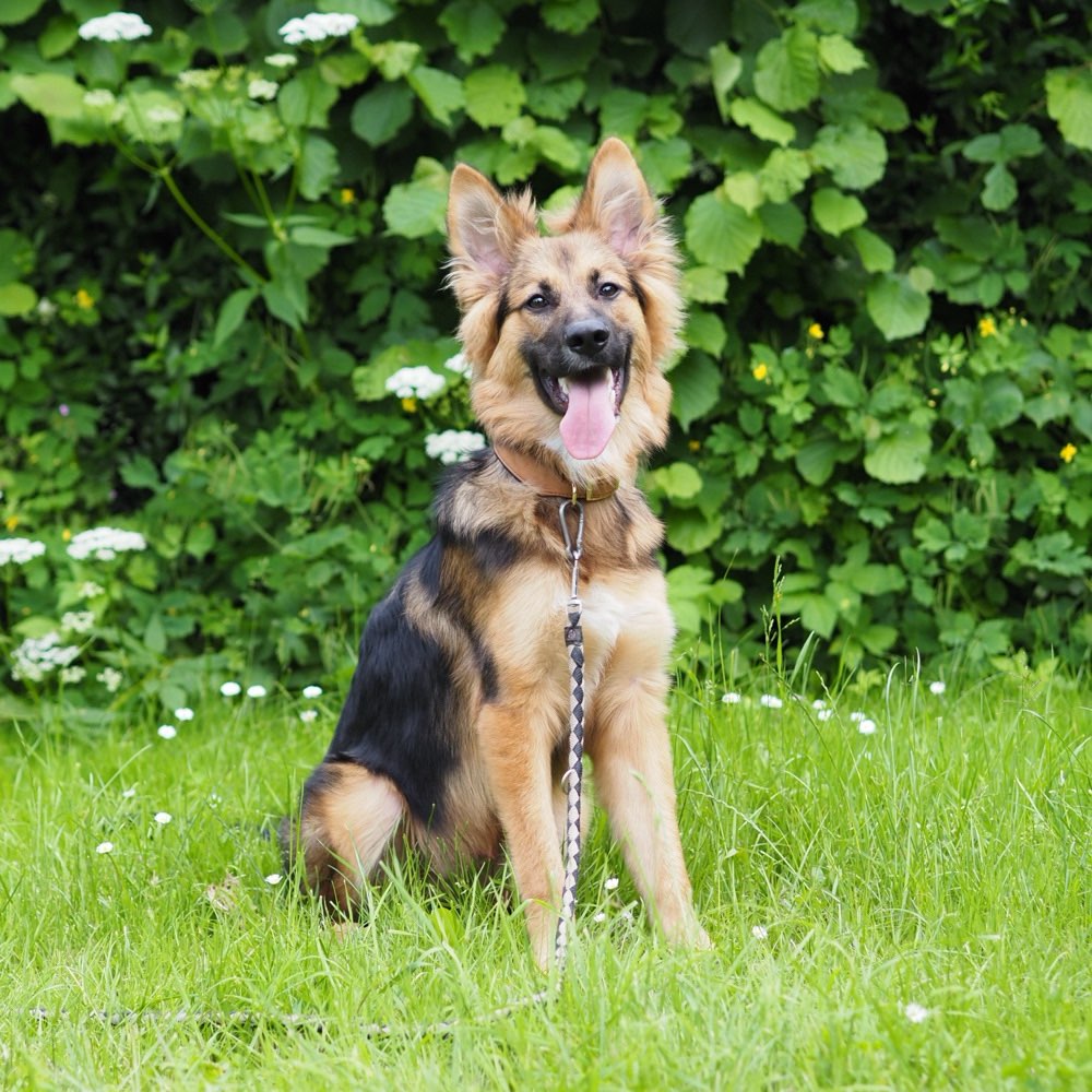 Hundetreffen-Gemeinsamer Spaziergang-Profilbild