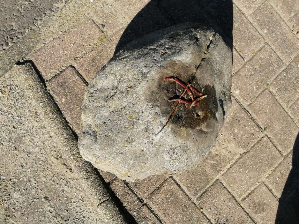 Giftköder-Ausgelegtes Fleisch-Profilbild