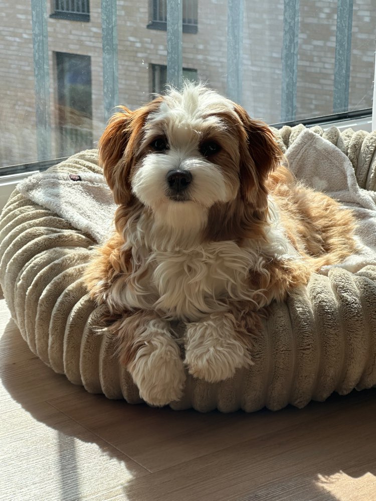Hundetreffen-Kleine Spielgefährten treffen 🐶-Profilbild