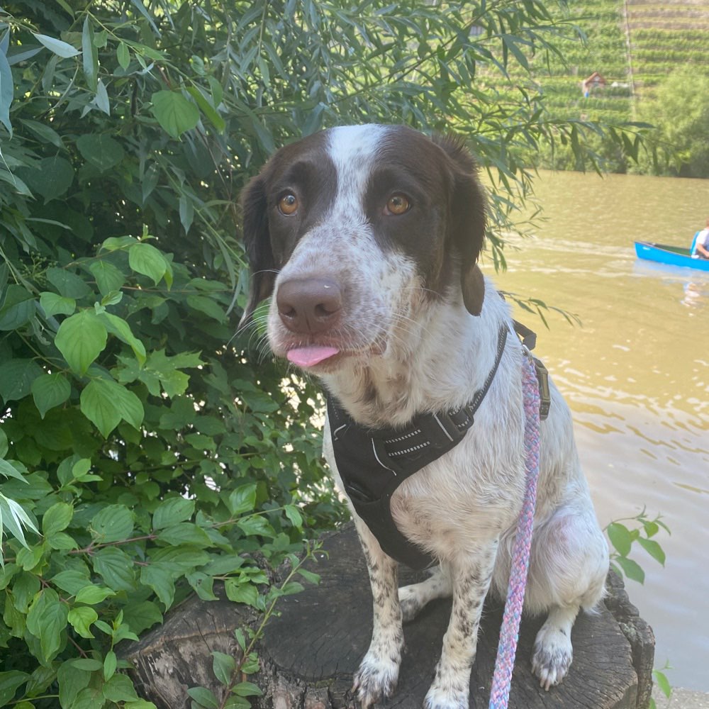Hundetreffen-Social Walk 🐶-Profilbild