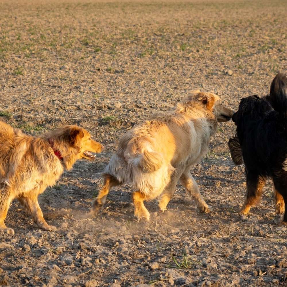Hundetreffen-Hovawart-Spielkreis Rhein-Main-Profilbild