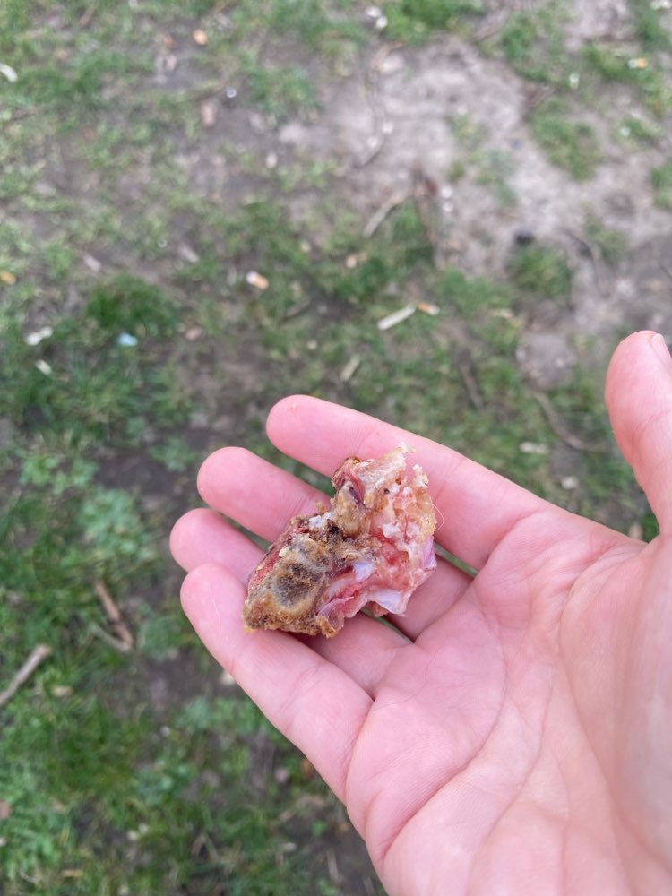 Giftköder-Knochenstücke-Profilbild