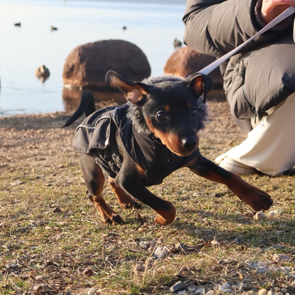 Hundetreffen-Treffen zur Welpensozialisierung-Profilbild