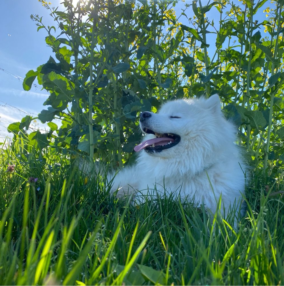 Hundetreffen-Spiel- und Spaziergang-Profilbild