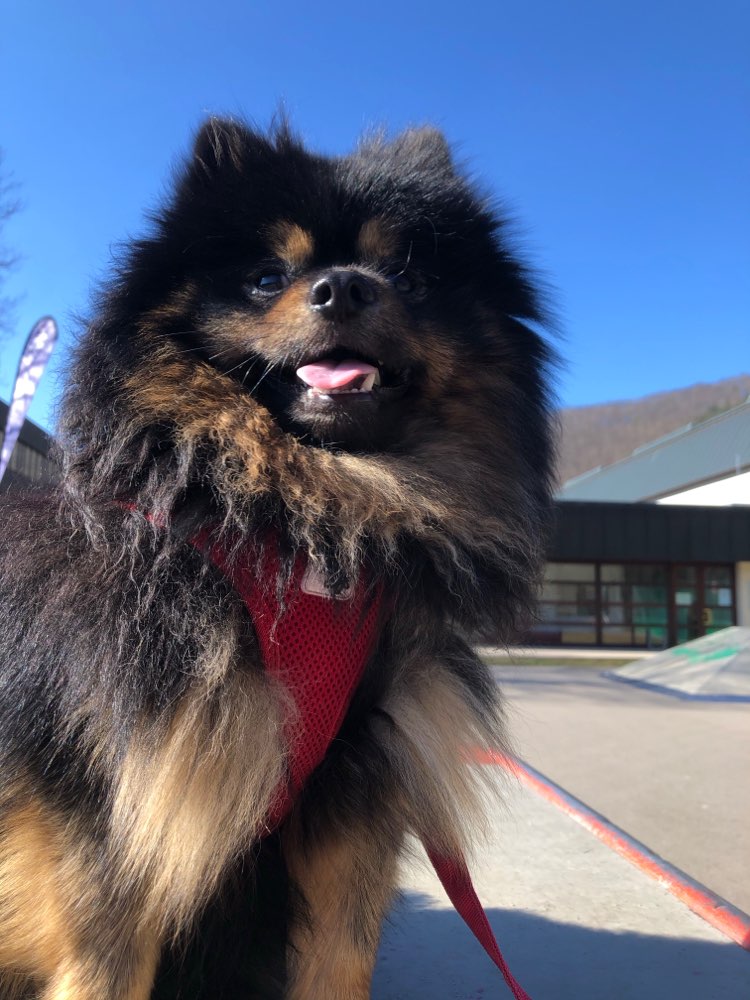 Hundetreffen-Spiel und Spaß/Gassi 🤍-Profilbild