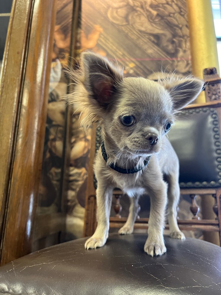 Hundetreffen-Welpentreffen kleine Hunde-Profilbild