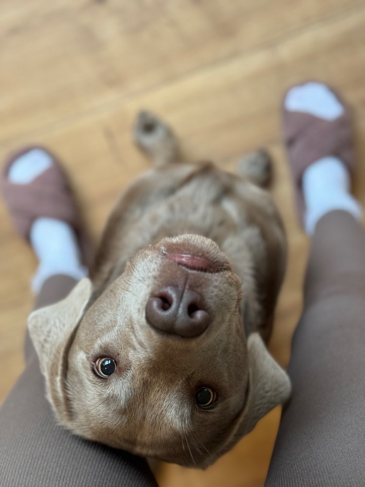 Hundetreffen-Labrador-Freunde gesucht 🐶-Profilbild