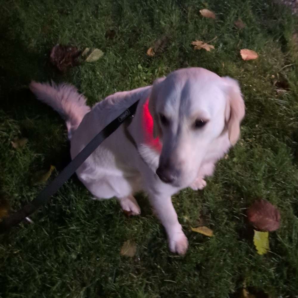 Hundetreffen-Suche Wurfgeschwister-Profilbild