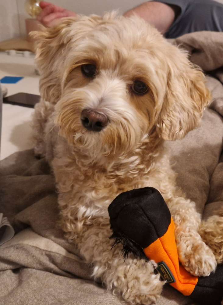 Hundetreffen-Spielgspändli gesucht-Profilbild