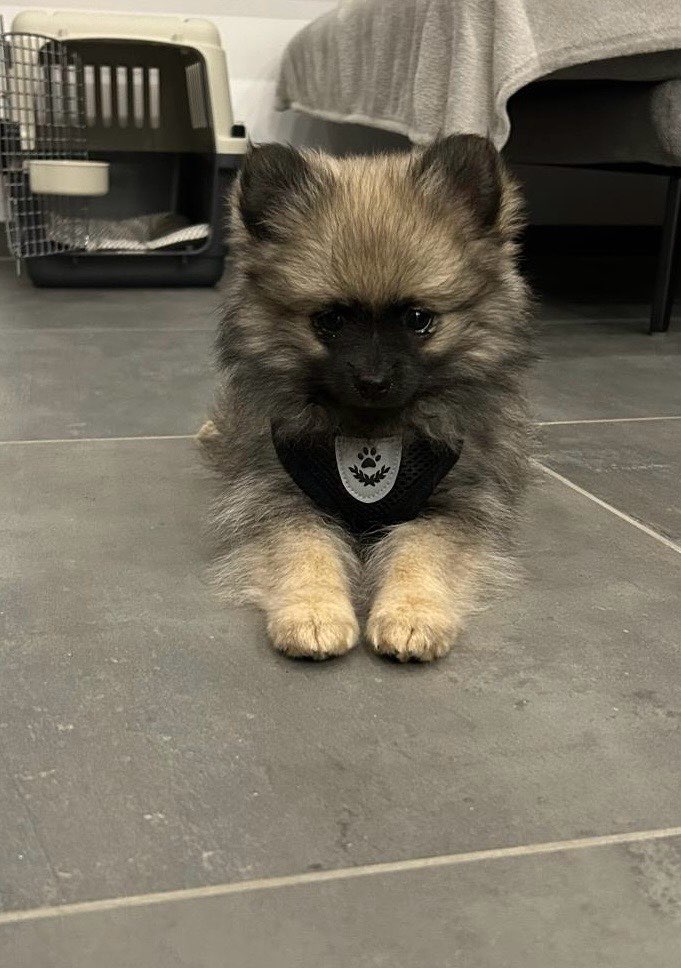 Hundetreffen-Mini-Welpentreffen in Barnstorf-Profilbild