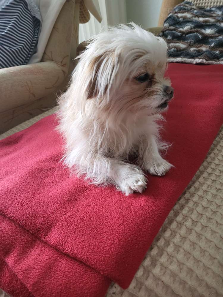 Hundetreffen-Gassirunde nach der Arbeit in Saarbrücken-Profilbild