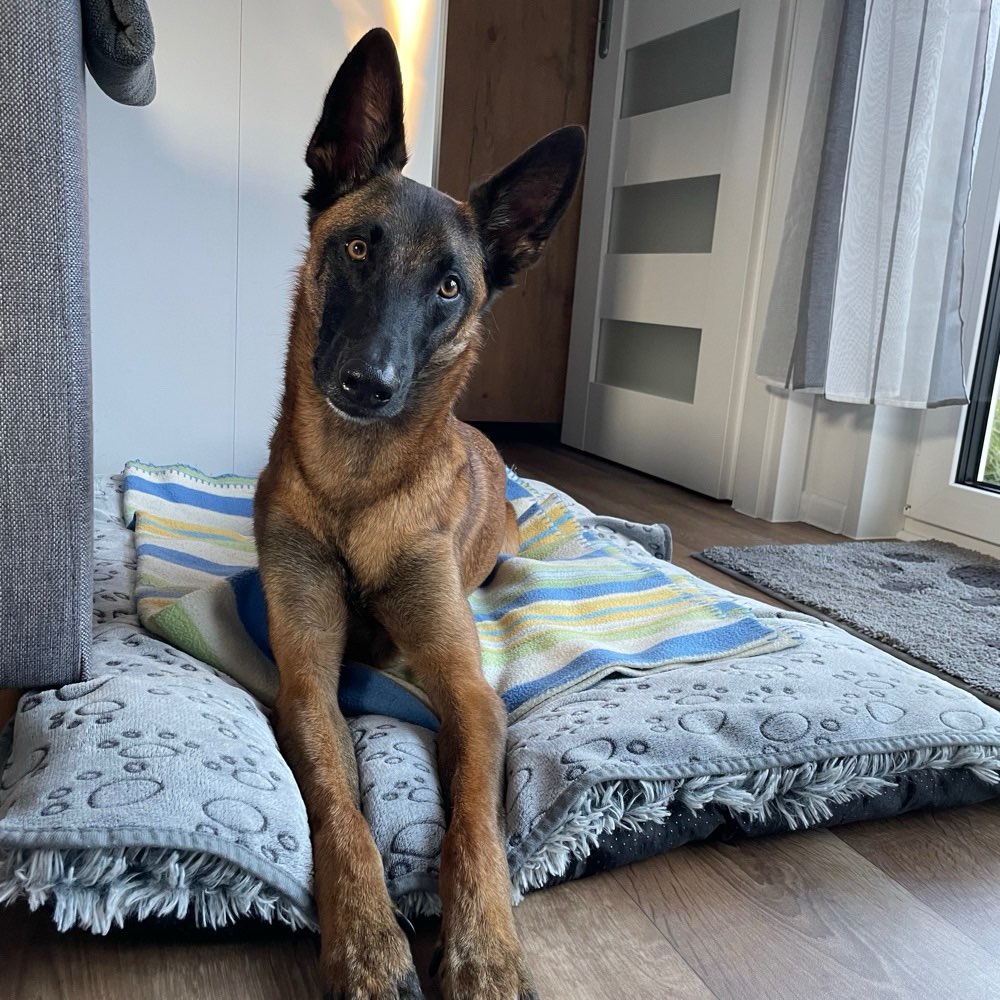 Hundetreffen-🐾 Spielpartner gesucht – Action erwünscht!-Profilbild