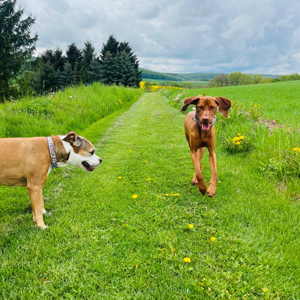 Hundetreffen-Gassirunde-Profilbild