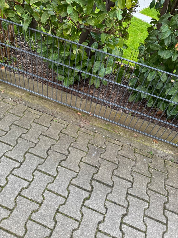 Giftköder-Giftköder (Blaukorn)-Profilbild