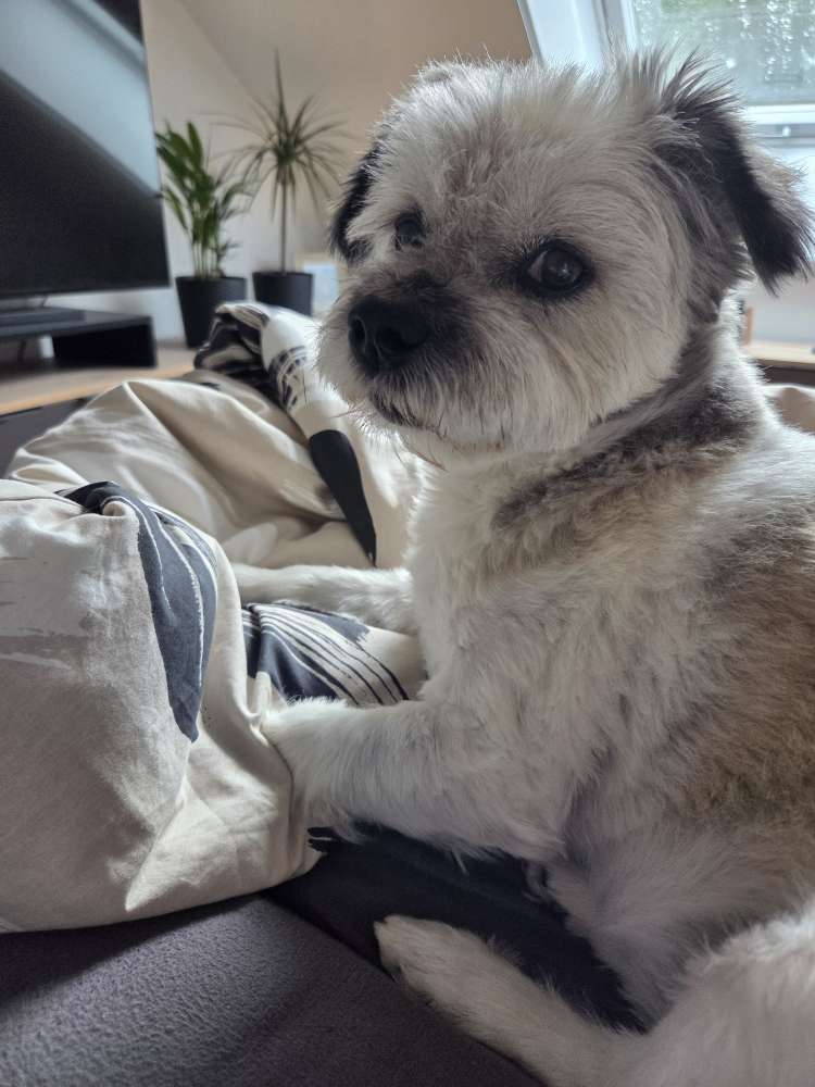 Hundetreffen-Hundetreffen-Profilbild