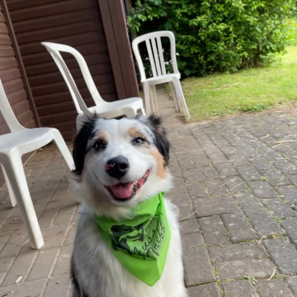 Hundetreffen-Gassirunden um Bad Brückenau herum-Profilbild